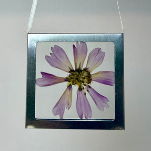 Nature Windows: Single Flower