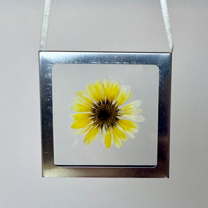 Nature Windows: Single Flower