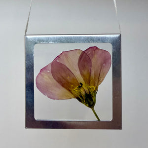 Nature Windows: Single Flower