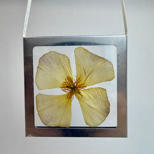 Nature Windows: Single Flower